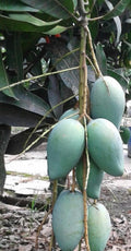 Mallika Mango Tree Grafted in 3-Gallon Pot, Disease Resistant, Sweet Mango, Mangifera indica