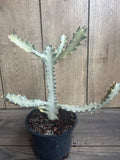 Rare Ghost Cactus in 6" Pot | White Variegated Euphorbia Lactea | Exotic Low-Maintenance Succulent Houseplant