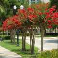 Red Crape Myrtle Plant in 4" Container, Lagerstroemia indica 'rubra', Red Flowering Shrub, Fast Growing, Zones 6-9