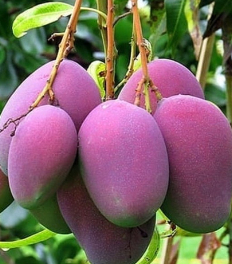 Grafted Tommy Atkins Mango Tree in 3-Gallon Pot – Mangifera indica, Medium to Large Fruit, Full Sun, Container or In-Ground