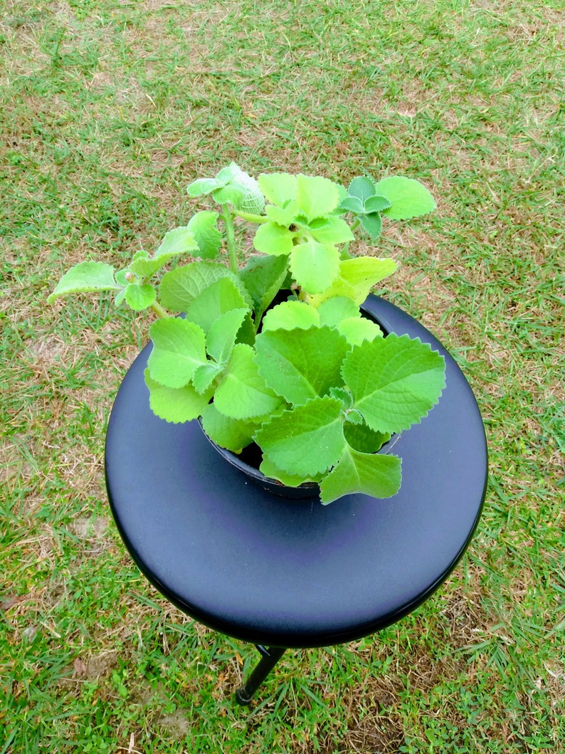 Cuban Oregano Plant Starter - Coleus Amboinicus - Rooted Herb for Indoor Garden + Free Cutting