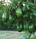 Grafted Avocado Tree in 3-Gallon Pot | Choquette Variety | Persea americana Tropical Fruit Plant