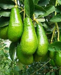 Grafted Russell Avocado Tree in 3-Gallon Pot, Persea americana, Tropical Fruit Tree for Home Garden
