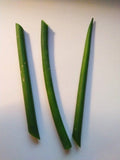 Fernwood Snake Plant Cuttings - 3 Unrooted Sansevieria trifasciata Propagation Clippings - Easy Care Houseplant