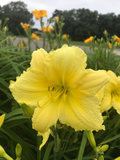 Daylily ‘Big Time Happy’ Bare Root Plants – Bright Yellow Reblooming Perennial Flowers for Summer Garden Beds