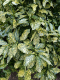 Gold Dust Aucuba Live Plant – 3 Gallon Variegated Evergreen Shrub for Shade Gardens – Aucuba japonica 'Gold Dust'