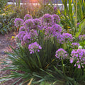 Copper Iris Live Plant 4" Pot - Iris fulva - Full Sun to Part Shade - Hardy Perennial Zones 4-9