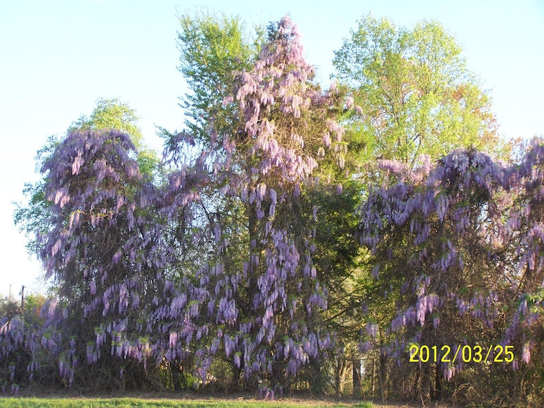 Wisteria Tree 4" Container Blue-Violet Flowers Wisteria Sinensis Hardy Climbing Vine for Zones 3-8