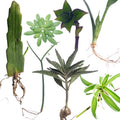 Indoor Plant Cuttings Pack – Succulents & Houseplants – Epiphyllum, Sedum, Euphorbia, Kalanchoe, Sansevieria