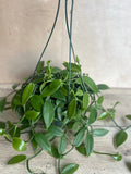 Vanilla Planifolia Orchid Plant in 8" Pot | Edible Vanilla Bean | Indoor Vining Houseplant