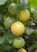Passion Fruit Plant - Half Gallon Pot - Panama Red - Passiflora edulis - Tropical Edible Climbing Vine