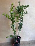 Red Finger Lime Tree 1/2 Gallon Pot, Microcitrus australasica, Citrus Caviar, Air-Layered, Florida Shipping