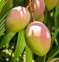 Karen Michelle Mango Tree Grafted in 3-Gallon Pot, Delicious Flavor, Mangifera indica, Tropical Fruit Tree