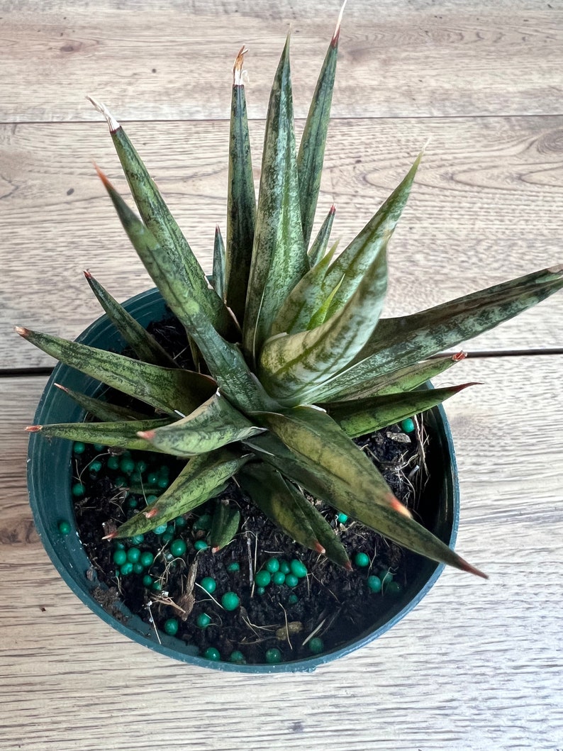 Sansevieria francisii 4" Pot – Compact Snake Plant, Indoor Houseplant, Easy Care Succulent, Air Purifier