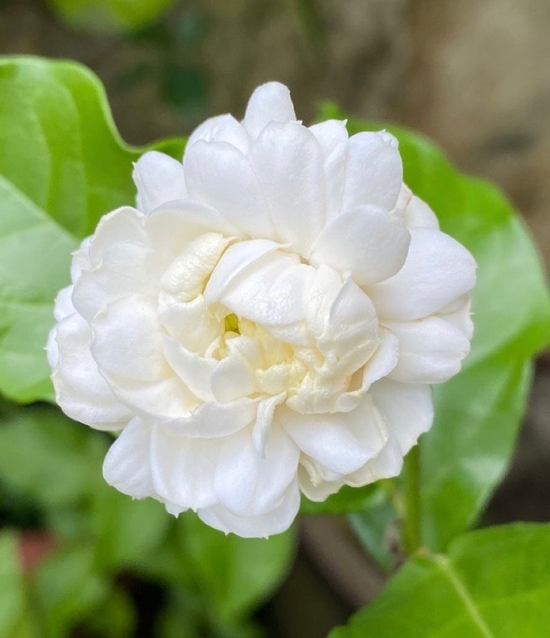 Jasmine Plant 6" Pot Grand Duke of Tuscany Fragrant White Flowers Jasminum sambac