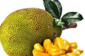 Golden Nugget Jackfruit Tree in 3-Gallon Pot, Grafted Artocarpus heterophyllus, Tropical Fruit Plant for Home Garden