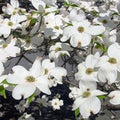 Dogwood Tree Sapling – Cornus florida – Multiple Varieties for Garden & Landscape Enhancement