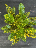 Croton Gold Star Plant in 4" Pot, Colorful Foliage, Codiaeum variegatum, Indoor Outdoor Houseplant