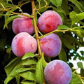 Plum Tree Potted Plant - 4 ft Tall Purple Varietal - Prunus domestica for Grafting & Small Gardens