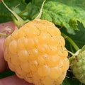 Raspberry Plants 1 ft Tall – Caroline, Encore, Jewel, Munger, Anne, Fall Gold – Rubus idaeus & occidentalis