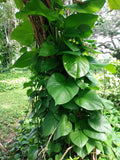 Giant Hawaiian Green Pothos Cutting – Epipremnum aureum – Easy Care Indoor Houseplant – Trailing Vine with Free Propagation Cuttings