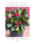 Crown of Thorns Plant 6" Pot Red Euphorbia milii Succulent with Spiny Stems Indoor Outdoor Decor