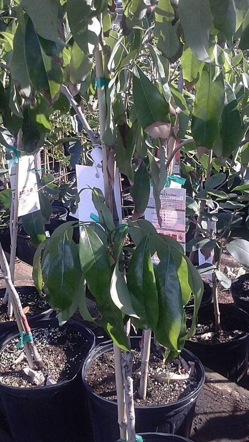 Sweet Heart Lychee Tree - Airlayered Live Plant in 3 Gal Pot - Fresh from Our Garden - Delicious Lychee Variety