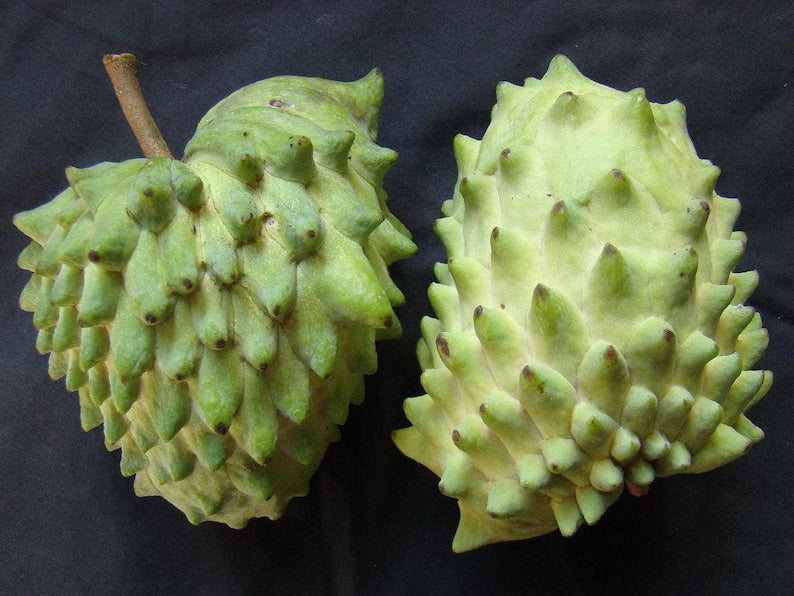 Atemoya Live Plant - 2 Feet Tall in 3 Gal Pot - Geffner Variety (Annona squamosa x Annona cherimola) - Sweet, Fragrant Fruit