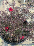 Leptospermum 'Ruby Glow' Plant in 1 Gallon Pot – Australian Tea Tree with Vibrant Red Flowers & Aromatic Foliage