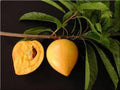 Canistel Tree - 2 Feet Tall - Airlayered - 3 Gallon Pot - Pouteria campechiana - Tropical Fruit Plant