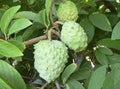 Atemoya Fruit Tree Live Plant in 3-Gallon Pot | Annona squamosa x cherimola | Tropical, Edible Fruit