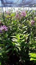 Purple Epidendrum Orchid Plants in 6" Pot – Vibrant Purple Blooms – Easy Care Houseplant – Epidendrum Orchidaceae