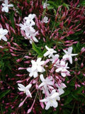 Pink Jasmine Plant - 3 Gal Pot - Jasminum polyanthum - Fragrant Evergreen Climbing Vine for Trellis & Containers