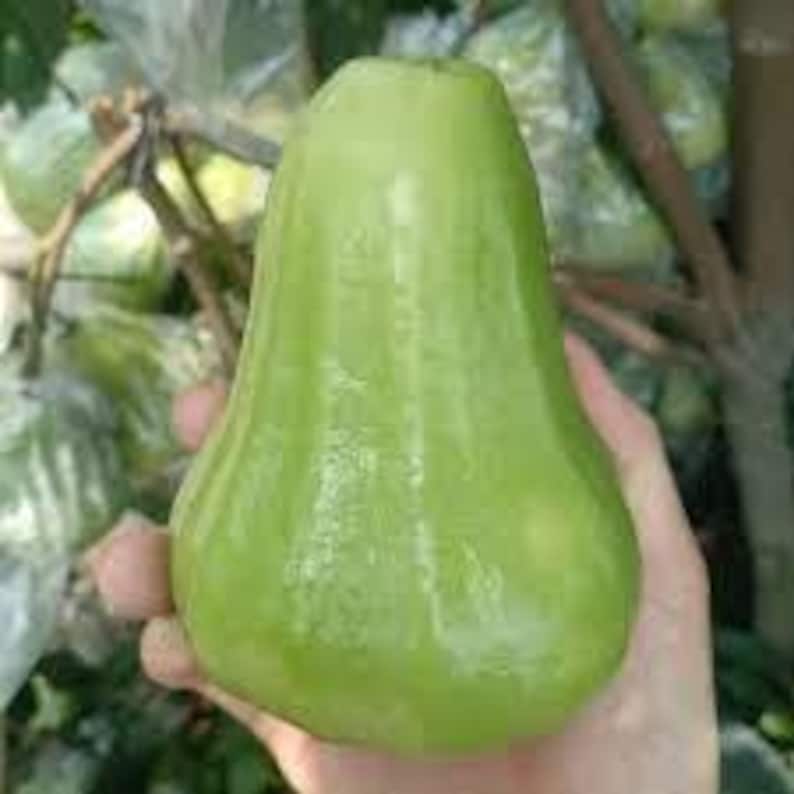 An Thái Wax Apple Plant - 3-Gallon Pot - Syzygium samarangense - Tropical Fruit Tree - Edible Exotic Plant