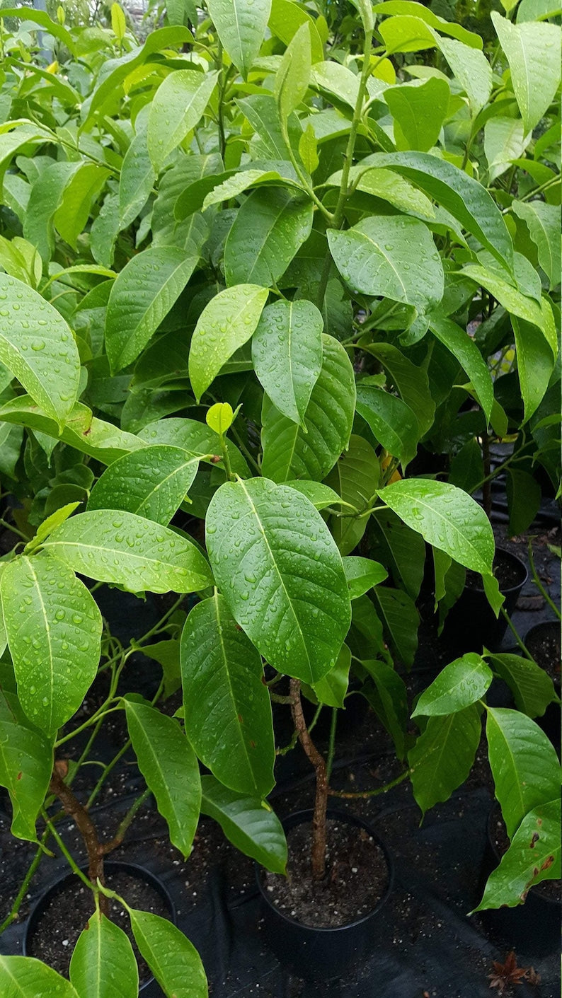 White Champaca Tree - 3 Gal Pot - Air Layered Michelia Alba - Fragrant Blooming Plant