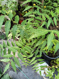Organic Neem Tree Plant 6-10 Inch in Half Gallon Pot (Azadirachta indica) - Chemical-Free, Easy to Grow, Natural Margosa