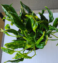 Rooted Plant Cutting - Rare Shangri Plant + Free Bonus - Easy Care Indoor Houseplant - Vining, Low Maintenance