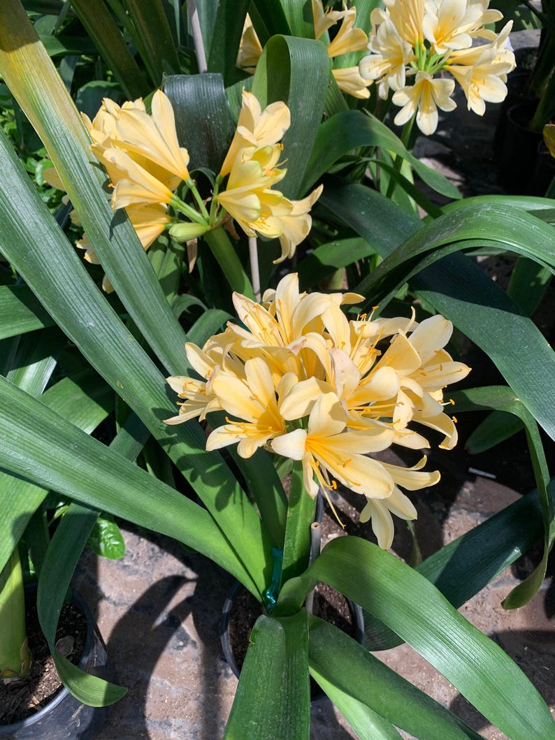 Clivia Live Plant Yellow Variety 6" Pot with 5-6 Leaves - Clivia miniata