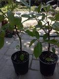 Ficus racemosa Plant – 2 to 3 Feet Tall Cluster Fig Tree in 3-Gallon Pot – Indoor Outdoor Tropical Plant