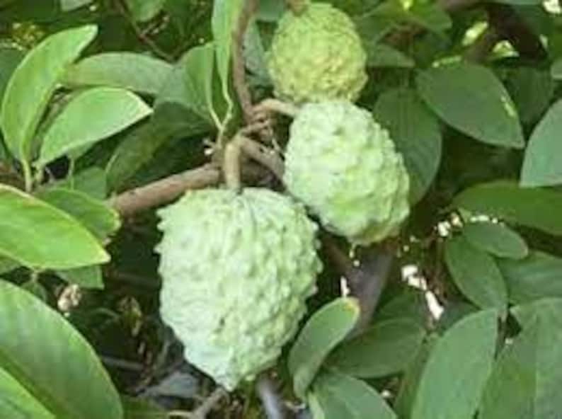Atemoya Plant 6-Inch Pot | Tropical Fruit Tree | Cherimoya Hybrid (Annona squamosa x Annona cherimola)