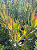 Leucadendron Afterburner Live Plant in 6" Pot – Compact, Drought-Tolerant Foliage for Gardens & Landscapes