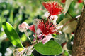 Pineapple Guava Plant in 6" Pot – Feijoa sellowiana – Tropical Fruit Tree for Garden or Container Cultivation
