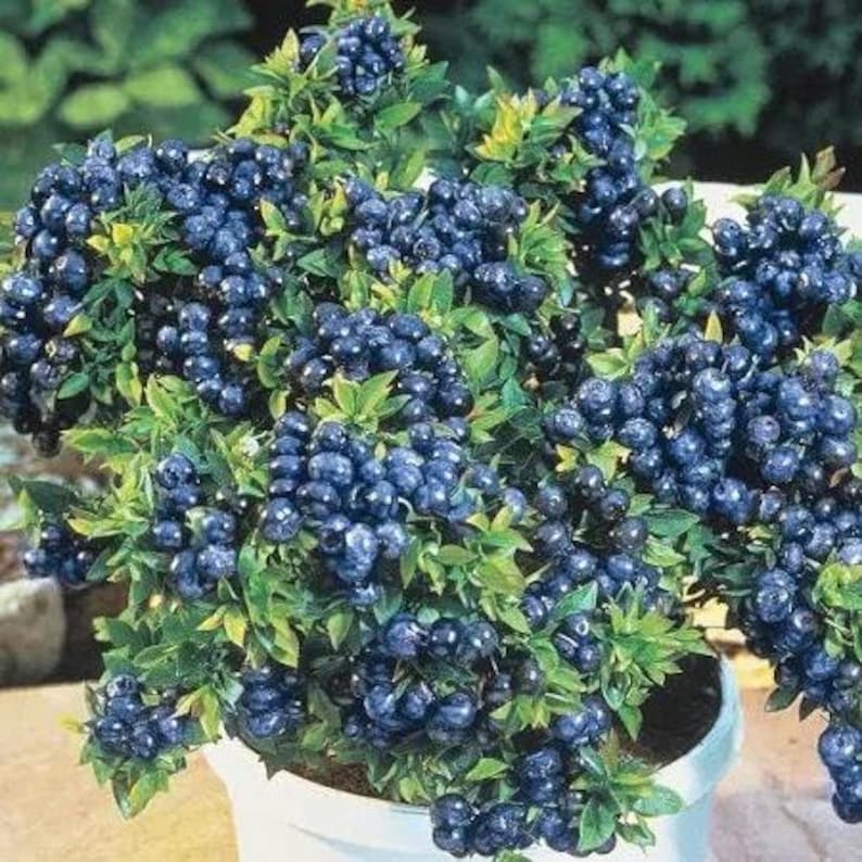 Blueberry Plant - 6" Pot - Top Hat Variety - Compact Edible Garden - Vaccinium corymbosum