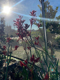 Kangaroo Paw Plant 6" Pot Anigozanthos 'Ruby Velvet' Red Flowers Evergreen Foliage Spring Summer Bloom