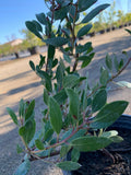 Arctostaphylos 'Howard McMinn' Shrub 1 Gallon - Bright Green Foliage, Red Bark, Pink Spring Flowers