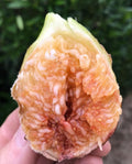Flanders Fig Tree 3-Gallon Pot | Ficus carica 'Flanders' | Violet Striped Fruits, Amber Flesh | Warm Climate Plant