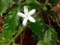 Arabica Coffee Plant - 4" Pot - Coffea arabica with Glossy Green Foliage & Jasmine Flowers