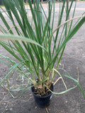 Pampas Grass 6" Pot - Cortaderia selloana - 2 Feet Tall Live Plant