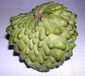 Atemoya Fruit Tree - Grafted - 2 Feet Tall - Geffner Variety - Live Plant in 6" Pot - Fresh From Our Garden