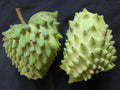 Geffner Atemoya Plant in 3-Gallon Pot | Tropical Fruit Tree | Annona squamosa x cherimola Hybrid | 2-3 Feet Tall
